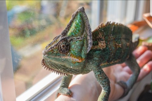 So you want a friendly chameleon?