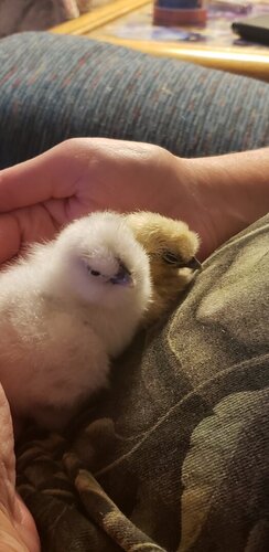 My First Silkie Chickens