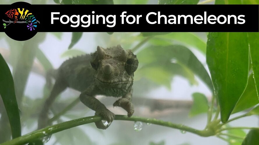 Fogging as a Chameleon Hydration Method