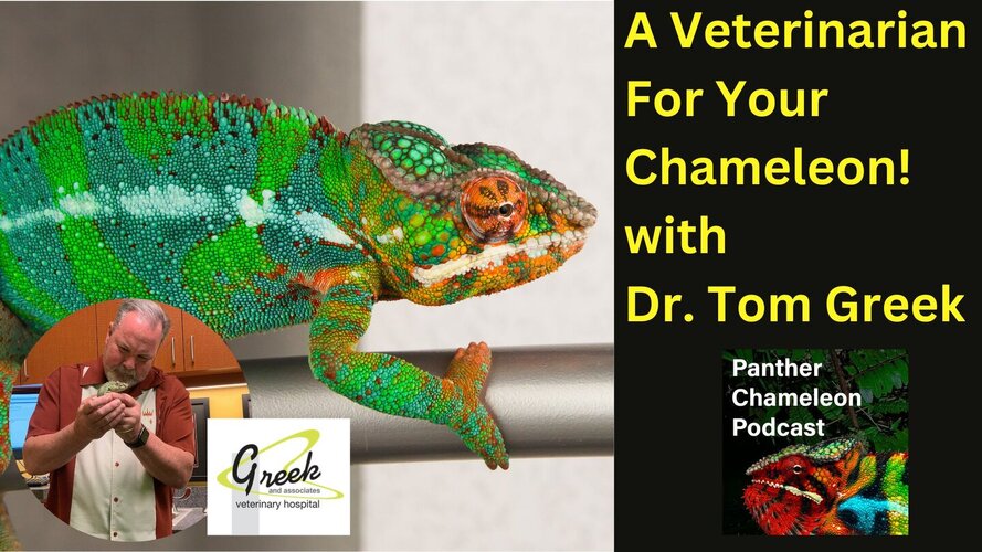 A Veterinarian for your Chameleon