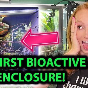 How to set up a bioactive chameleon enclosure
