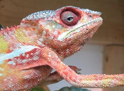 A dehydrated chameleon