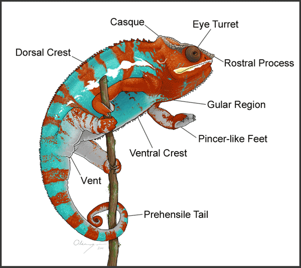 Chameleon Diagram