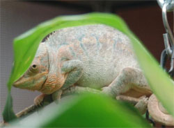 chameleon with edema