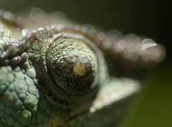 chameleon with eye infection