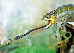 Chameleon Tongue