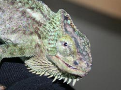 chameleon with mouth rot