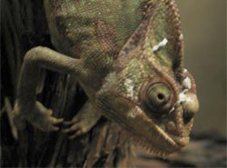 chameleon with sinus infection