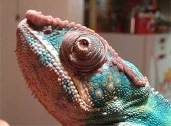 Chameleon with swollen eyes