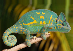 Female Veiled Chameleon