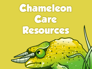 Chameleon Care Resources