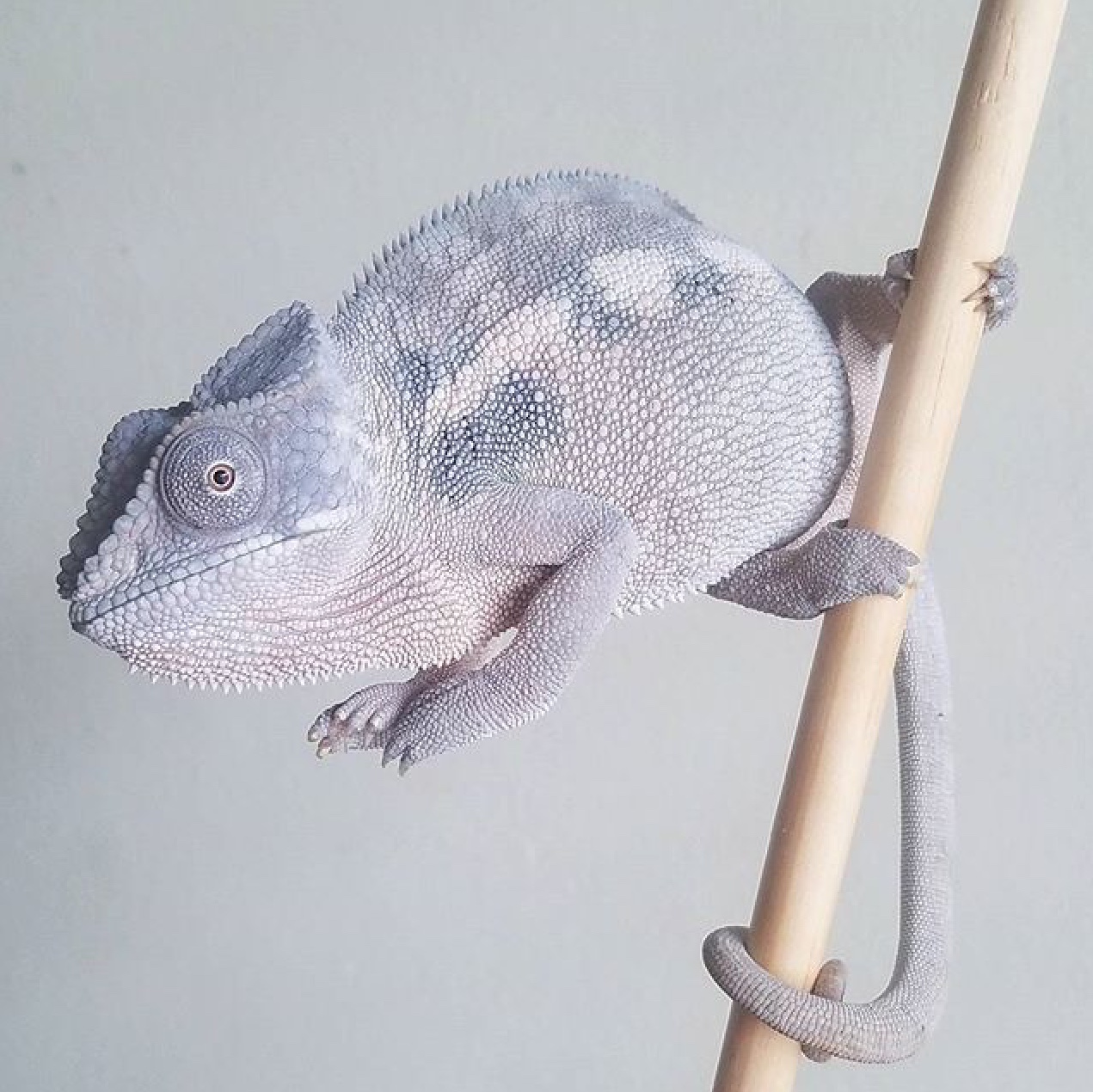 Albino Chameleon?? | Chameleon Forums