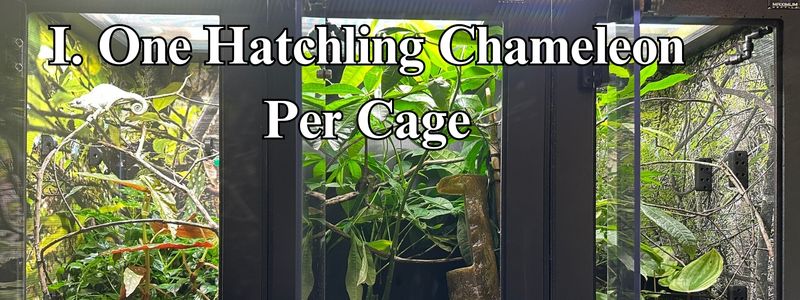 1 one chameleon per cage.jpg