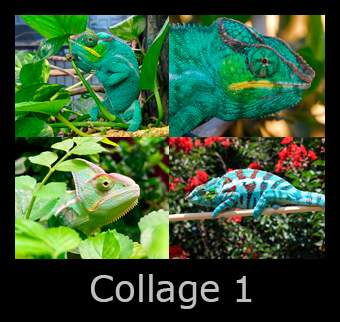 13collage1.jpg