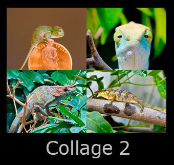 14collage2.jpg