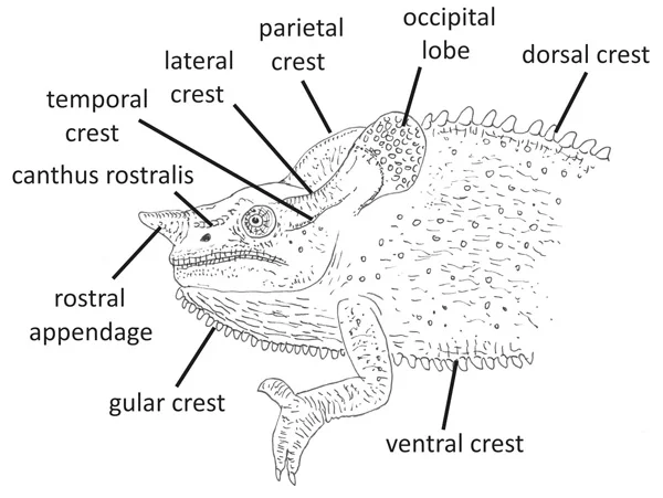 Chameleon names... | Chameleon Forums