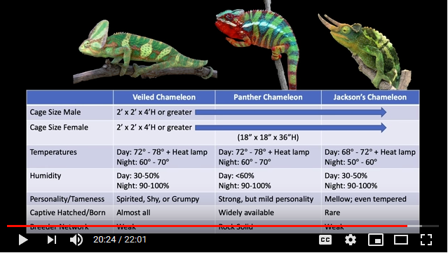 Baby Jackson's Chameleon Never Seems to Cheer Up!!! | Chameleon Forums