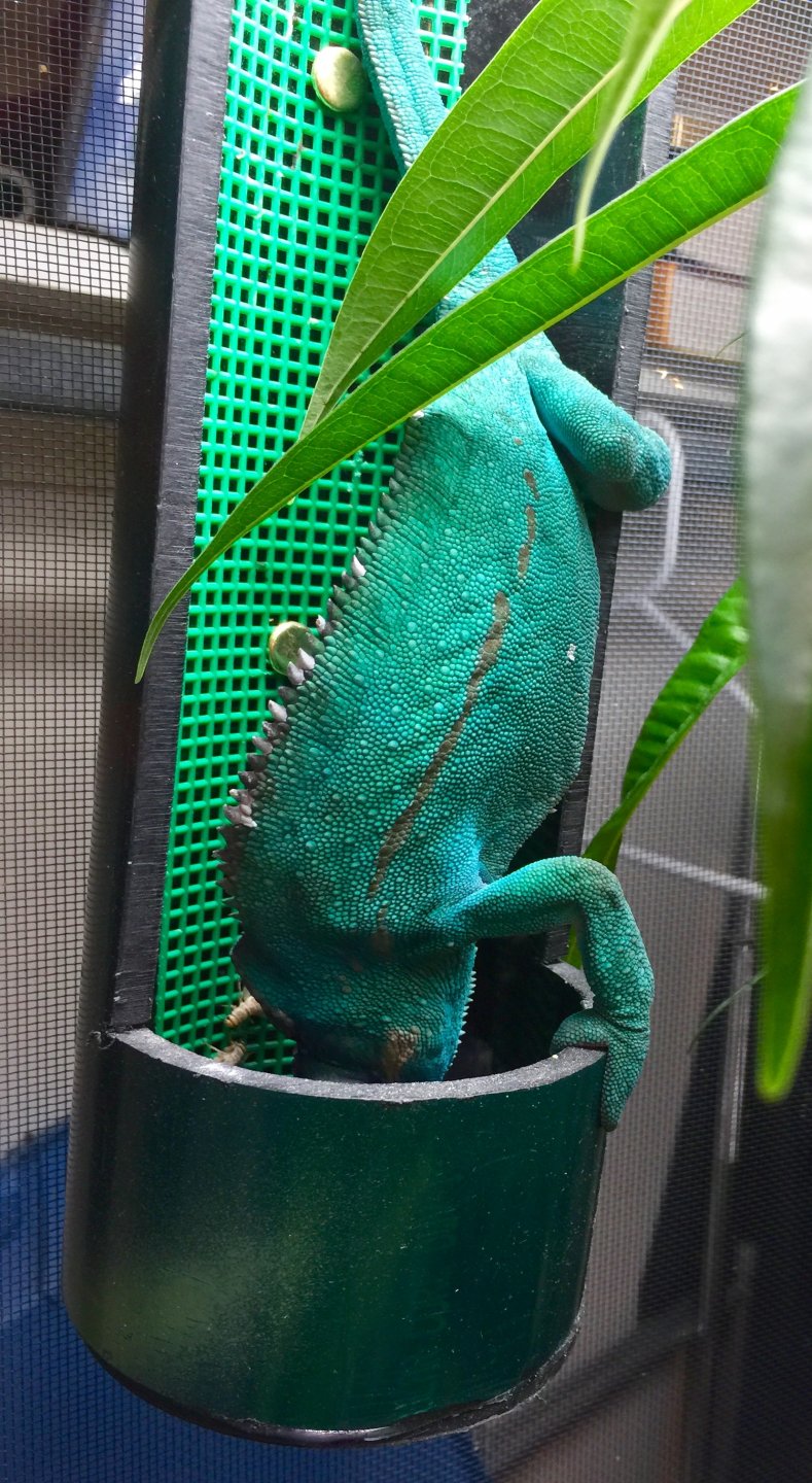 Chameleon feeder clearance