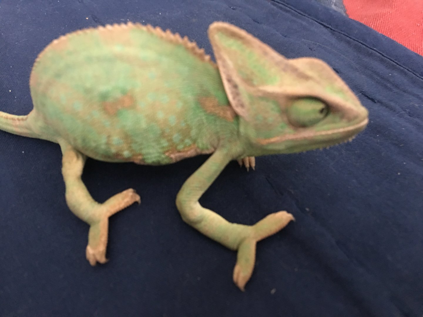 Baby Veiled Chameleon Male Feet