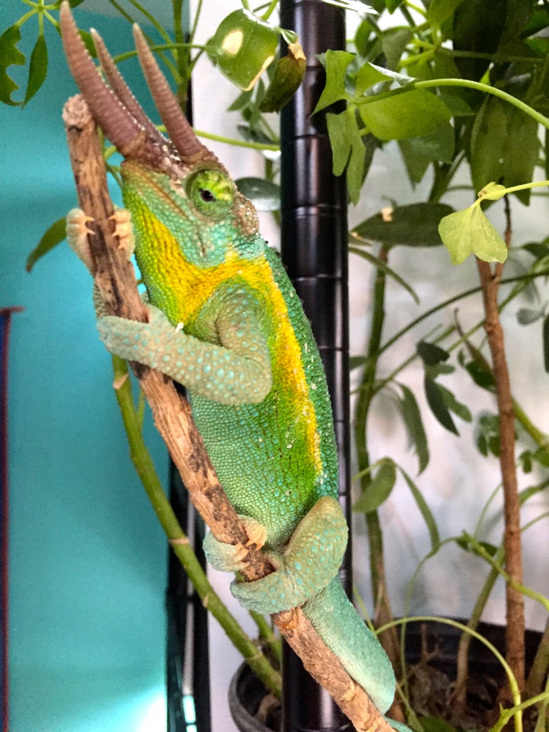 Rainbow Jackson? | Chameleon Forums