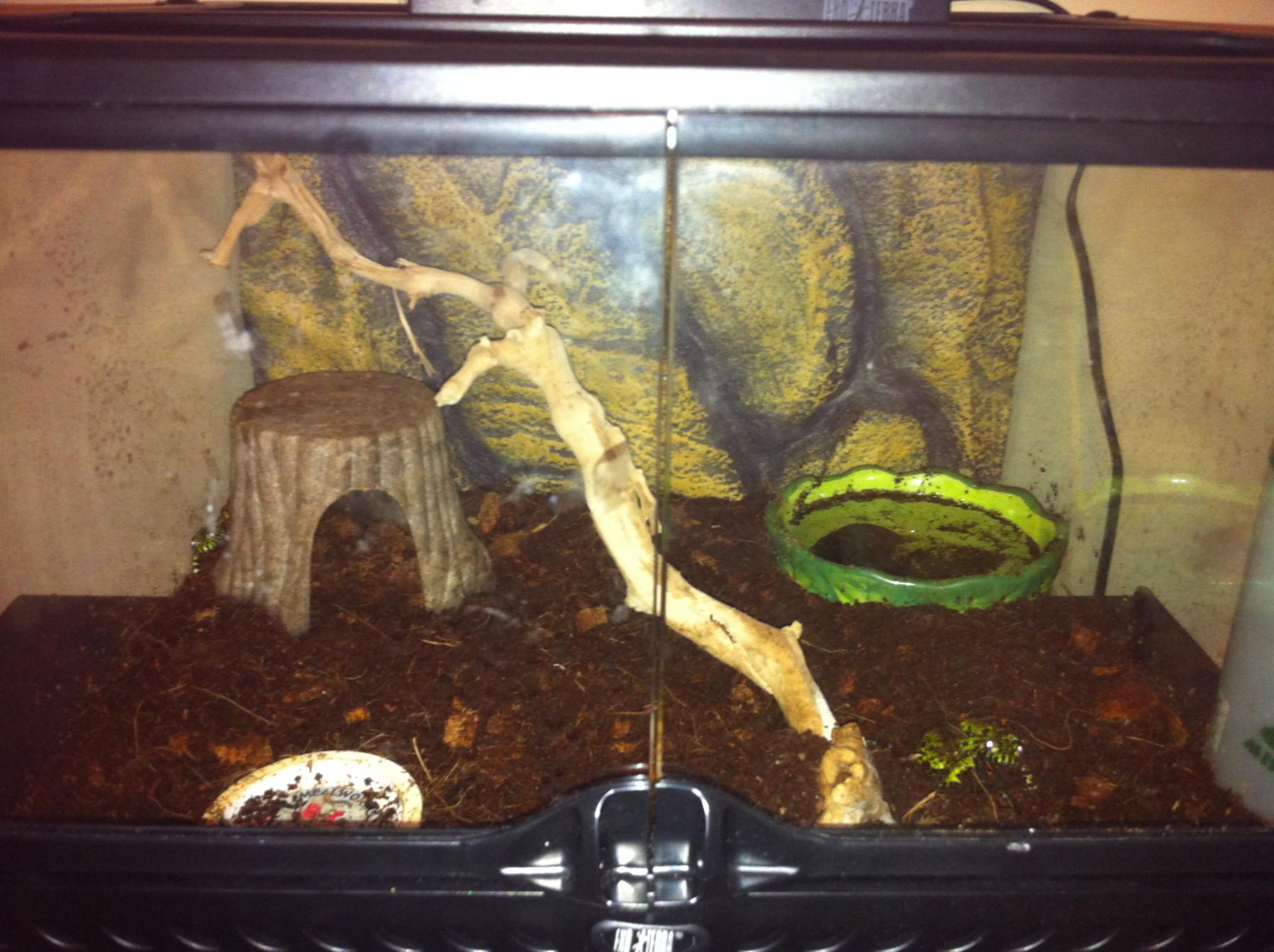 Fire belly sales toad habitat setup