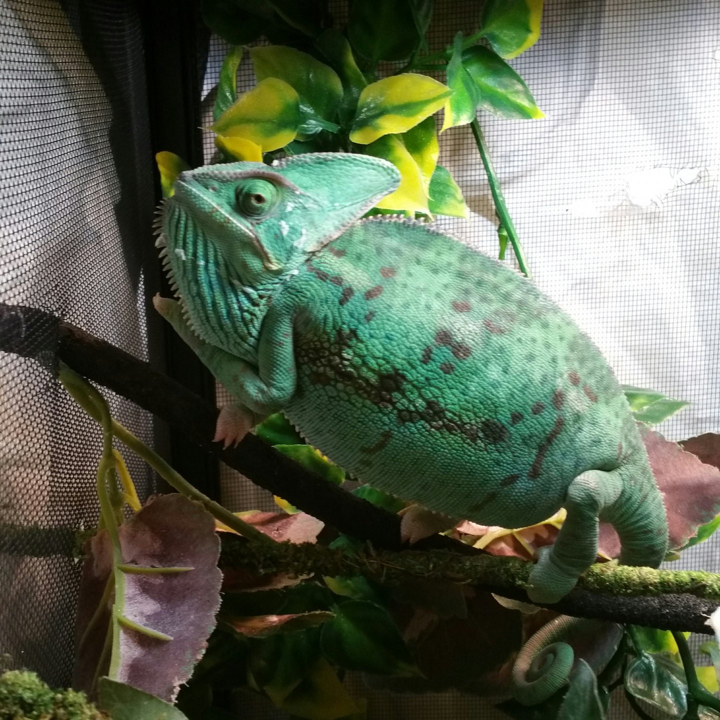 6 Reasons Veiled Chameleon Puff Up - ReptileStartUp.com