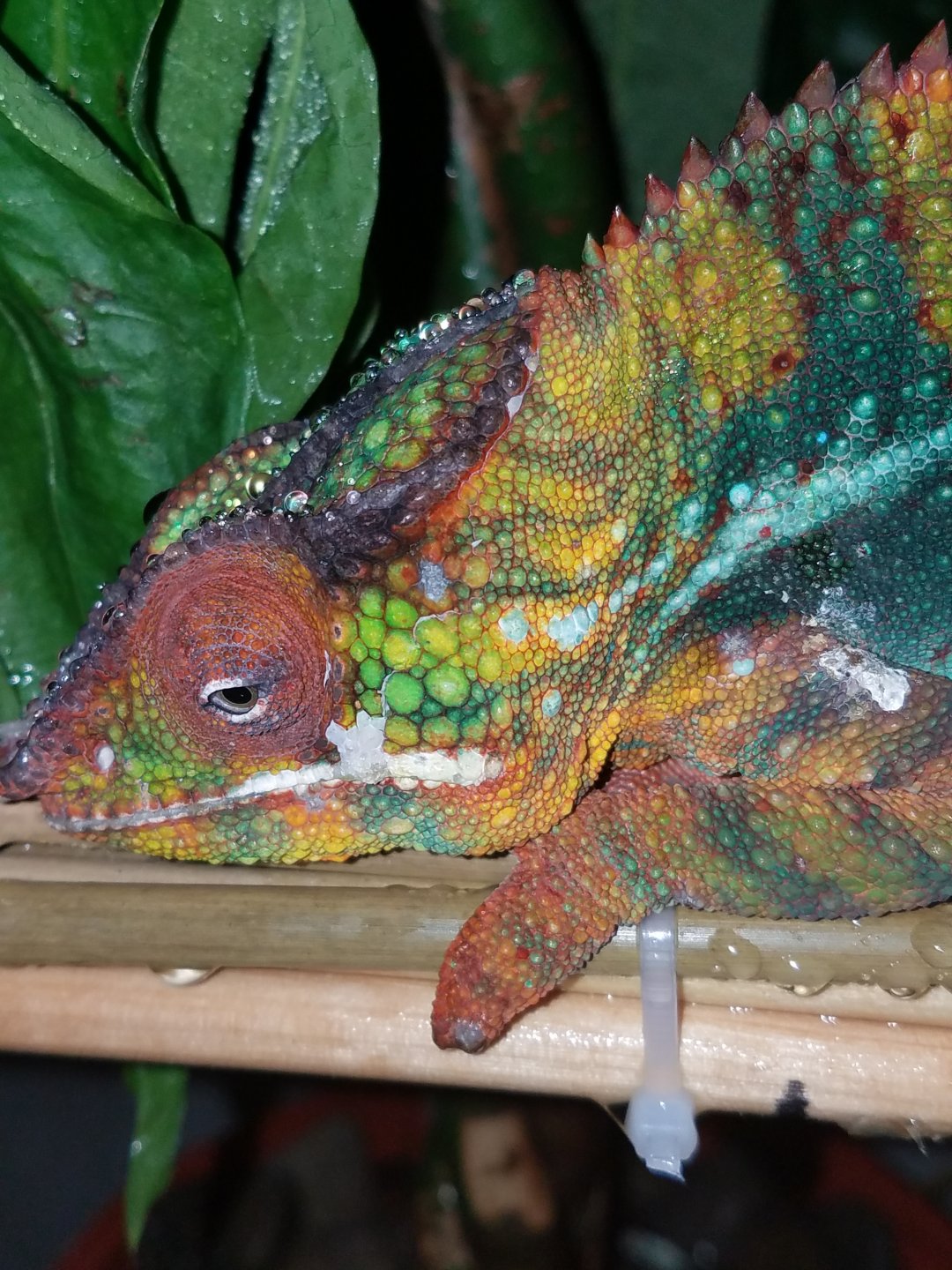 Panther Chameleon Care Sheet