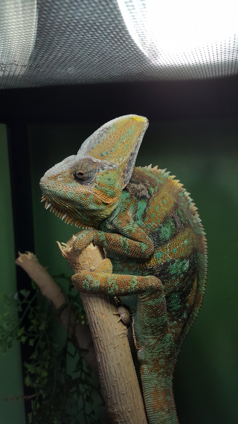 Chameleon drinking clearance system