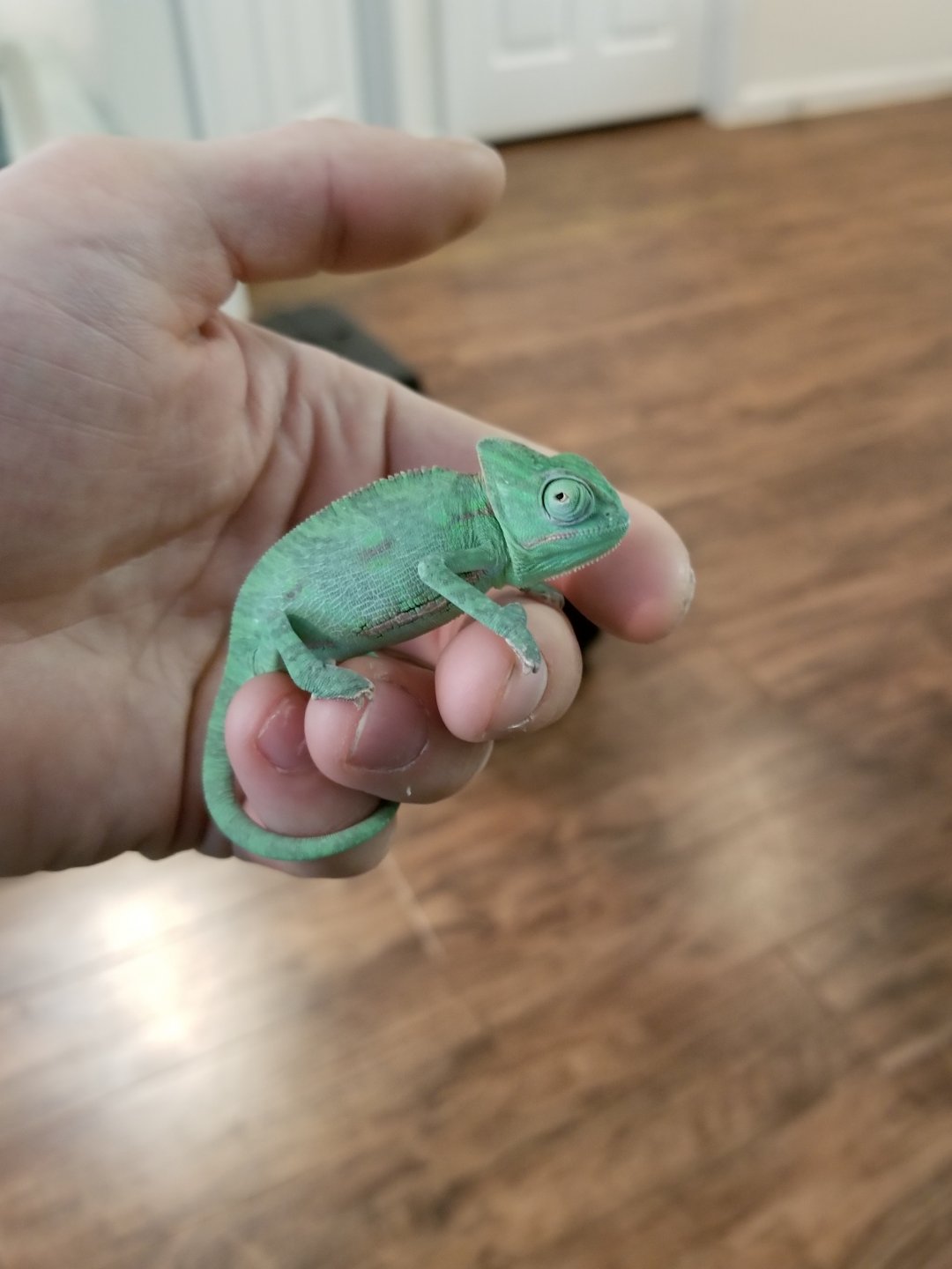 Juvenile Veiled Chameleon - Worried about health, please help