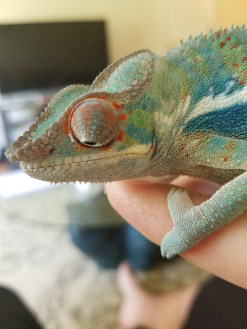 Edema? | Chameleon Forums