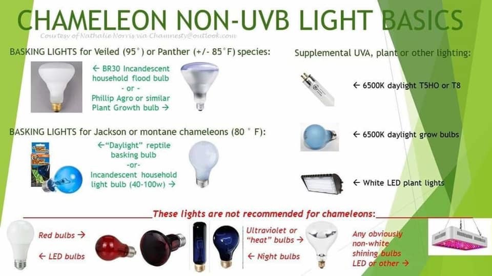 Chameleon heat bulb best sale