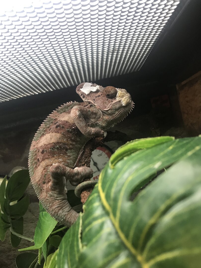 Panther best sale chameleon petco