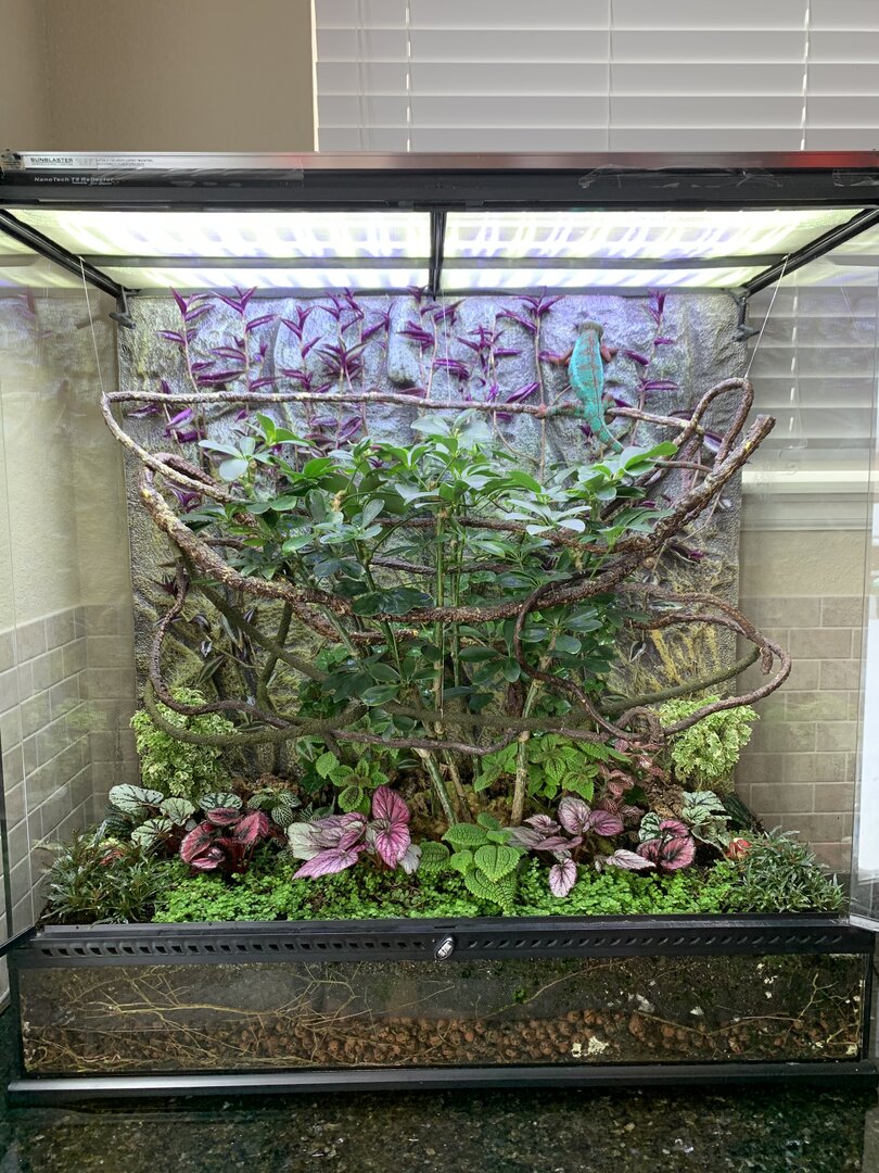 Bioactive shop chameleon enclosure