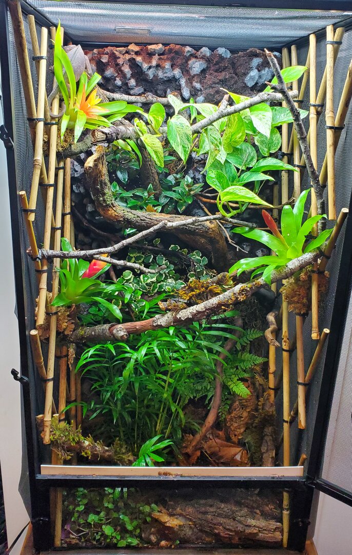 Plants and Cage build ideas Chameleon Forums