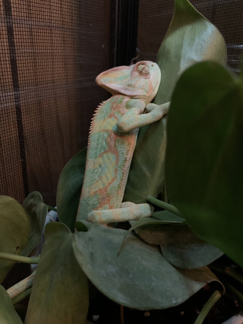 baby veiled chameleon habitat