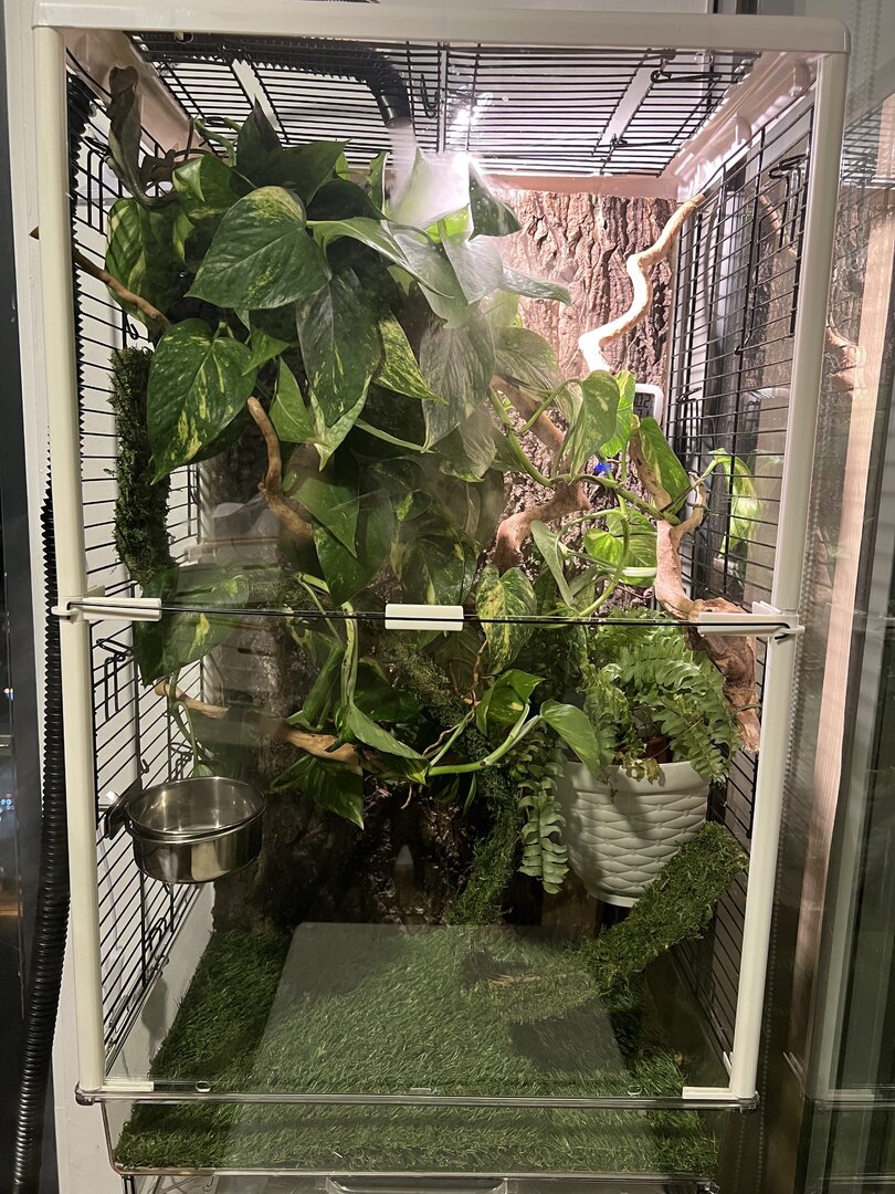 Finally completed the enclosure for my juvenile Veiled Chameleon Chameleon Forums