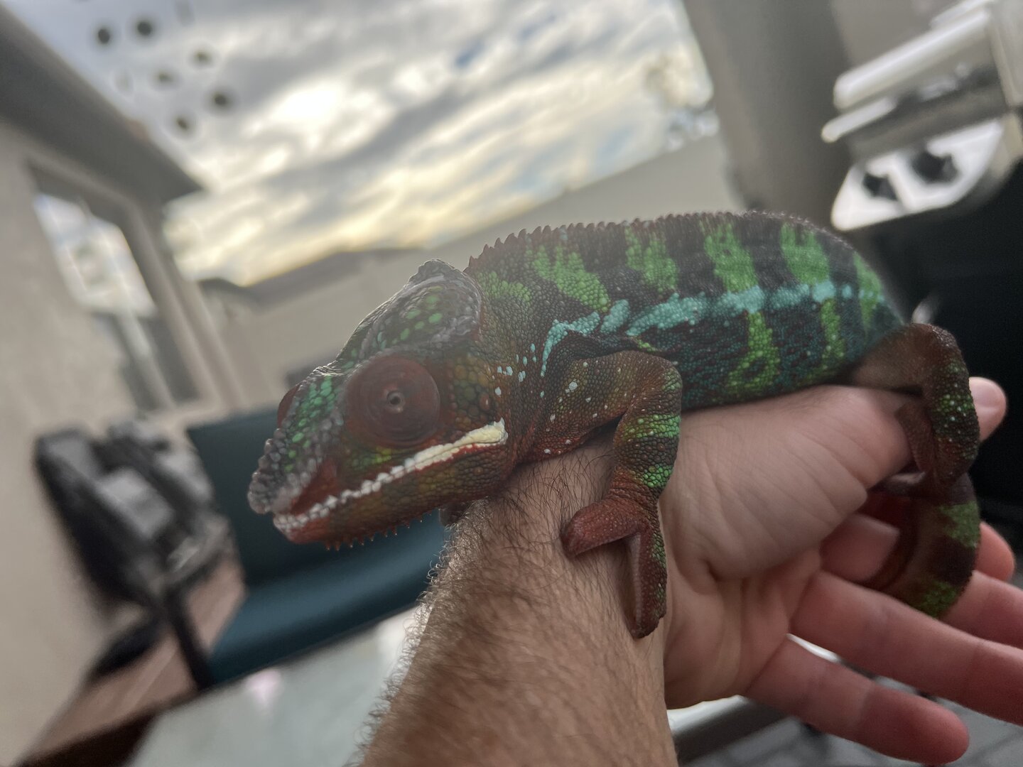 Is this normal? White on panther chameleons head.