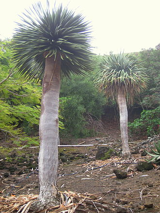 330px-Dracaena_cinnabari_-_Koko_Crater_Botanical_Garden_-_IMG_2295.JPG