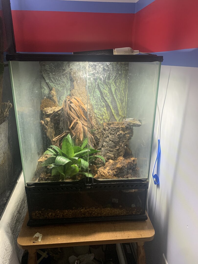 Gecko enclosure sale for sale