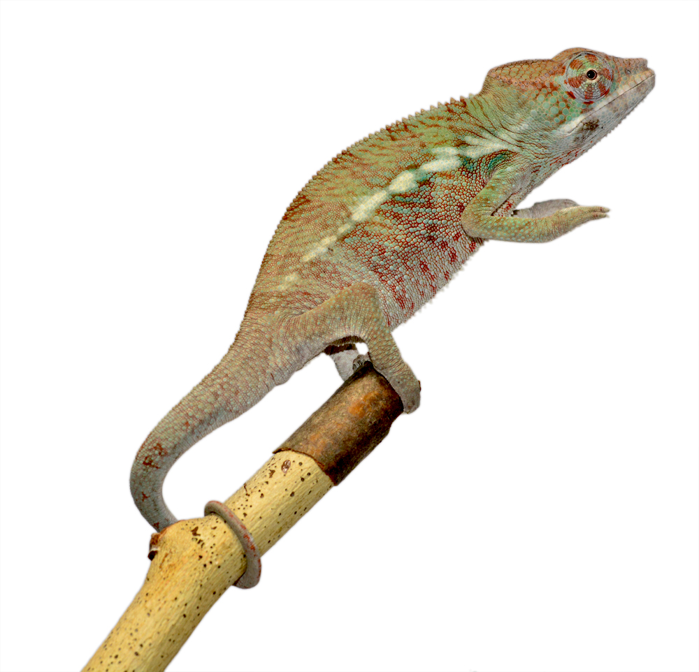 Ambanja Male 1 CB F1 - Canvas Chameleons (2) Small.jpg