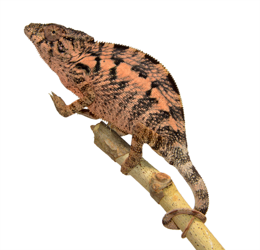Ankaramy Female 1 - Canvas Chameleons Small (1).jpg
