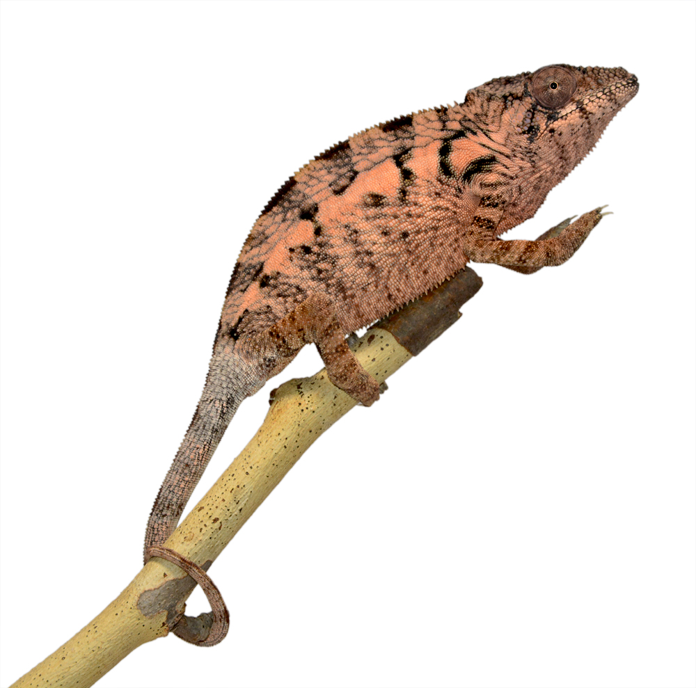 Ankaramy Female 1 - Canvas Chameleons Small (2).jpg