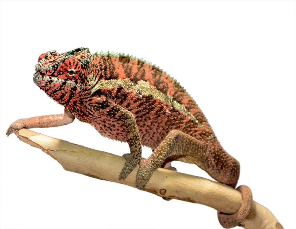 Ankaramy Male 1 - Canvas Chameleons Small (2).jpg