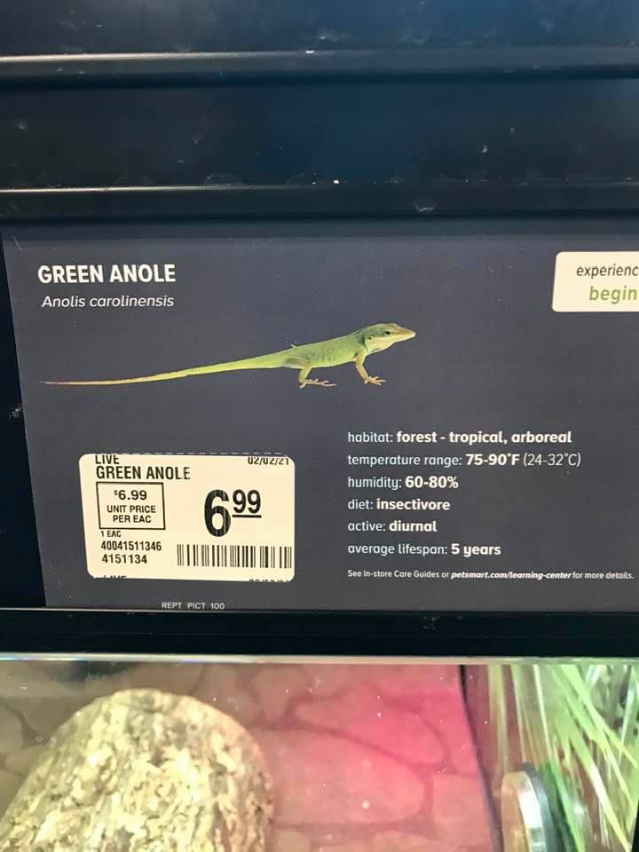 Anole petsmart cheap