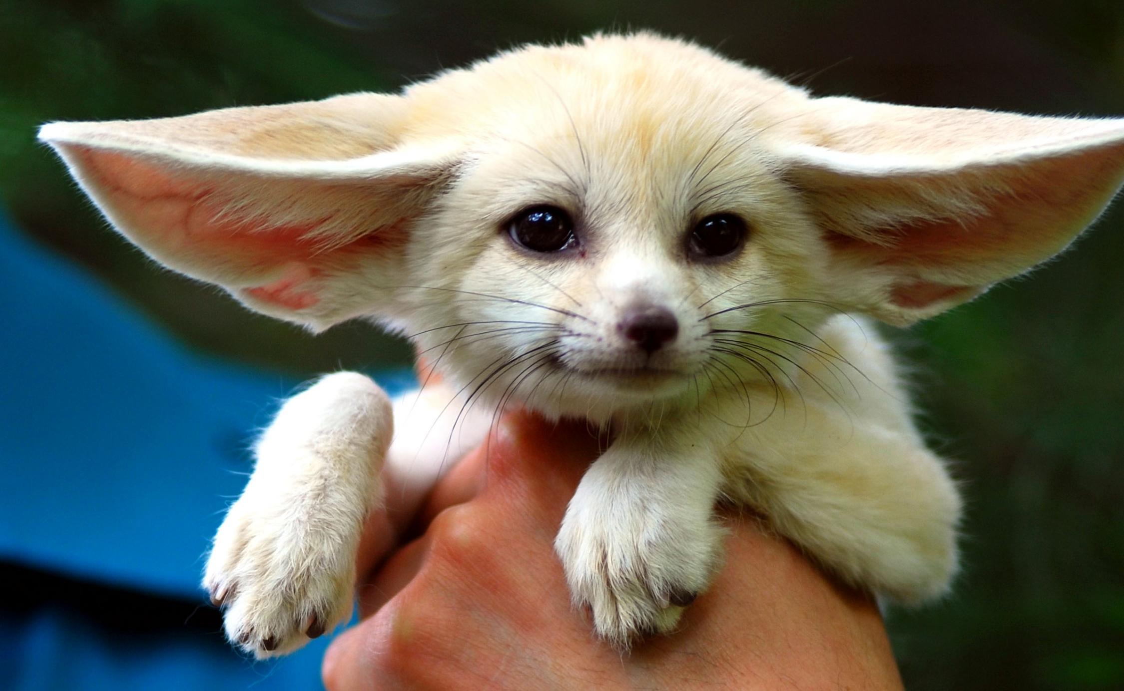 Fennec Fox Chameleon Forums