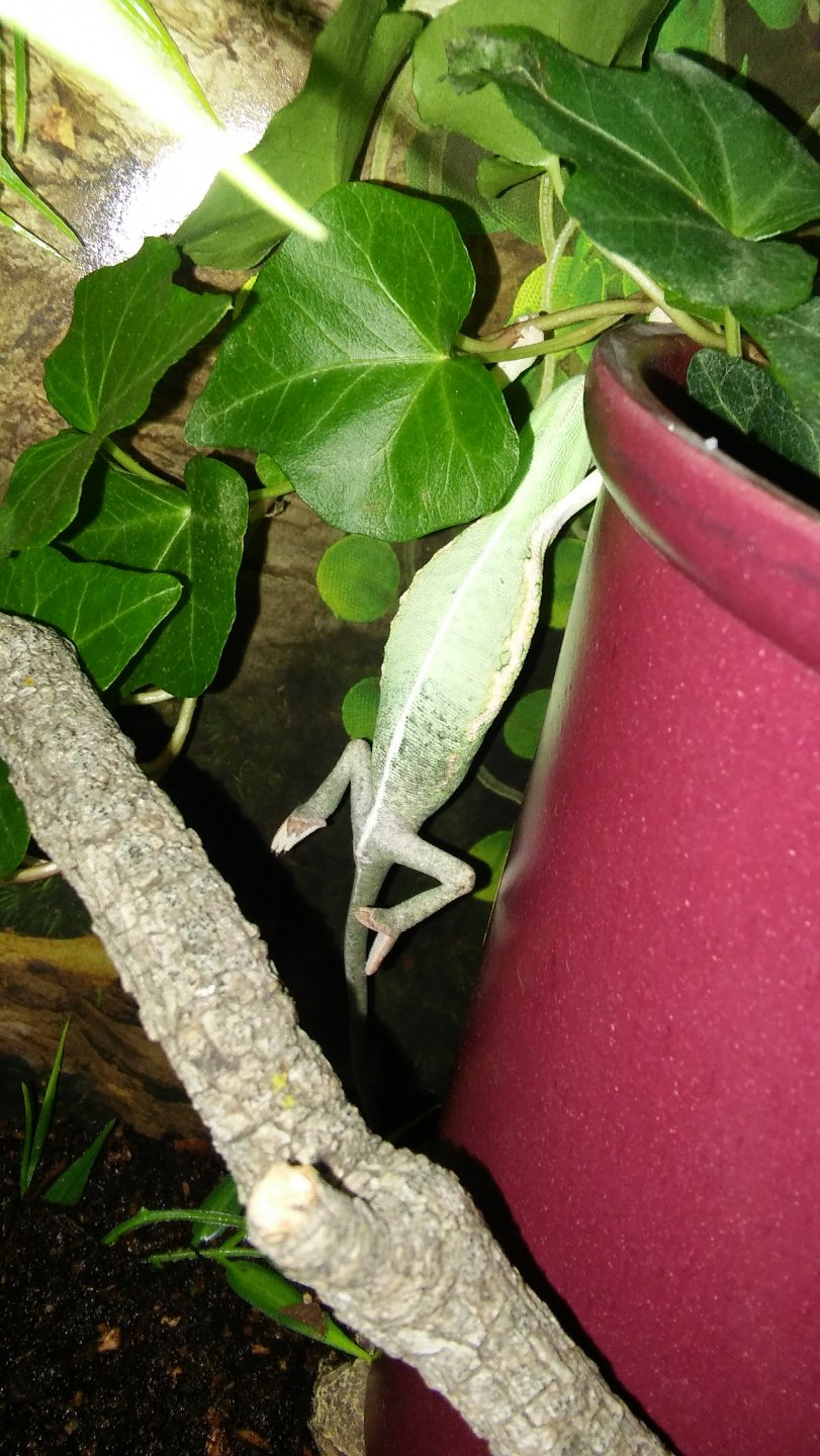 Baby Rango hanging.jpg