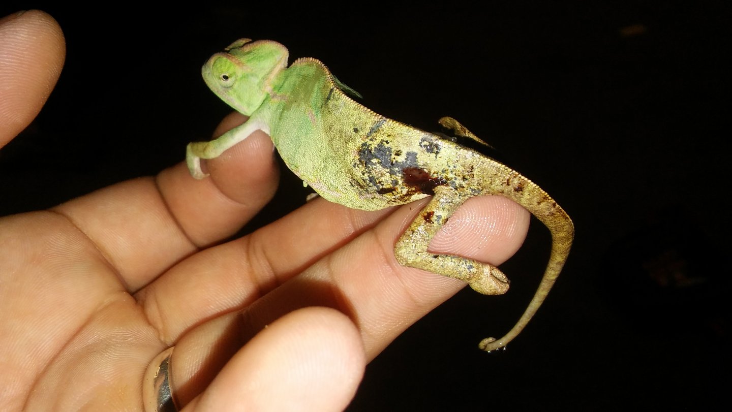 Baby Rango-left side wound.jpg