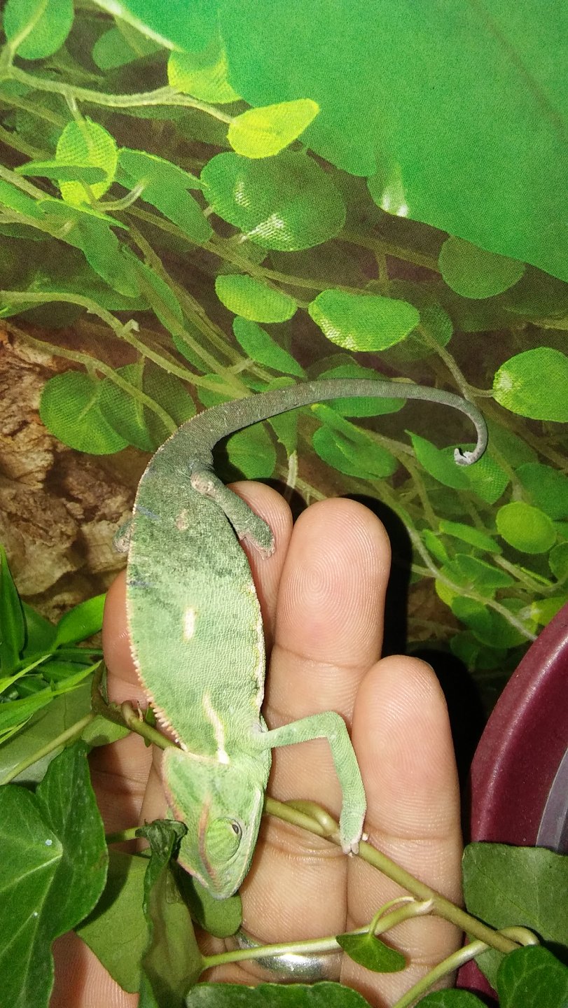 Baby Rango-right after he was bit.jpg