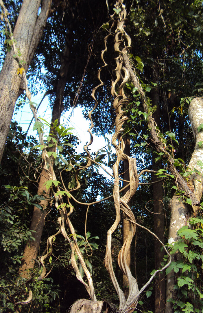 Bauhinia_scandens_03.jpeg