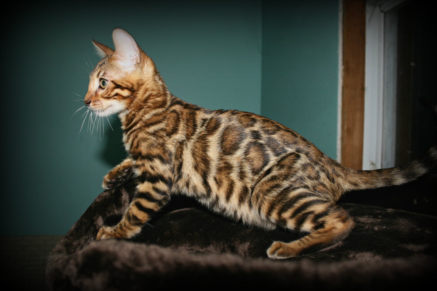 Bengal006.jpg